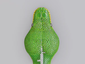 Emerald tree boa - animated 3D Model