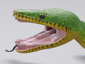 emerald tree boa - animated Model 3D