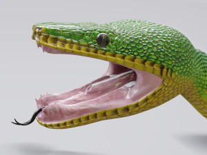 Emerald tree boa - animated 3D Model