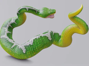 Emerald tree boa - animated 3D Model