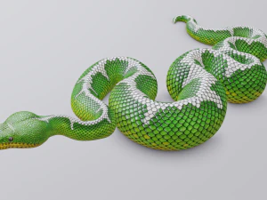 Emerald tree boa - animated 3D Model