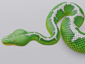Emerald tree boa - animated 3D Model