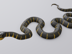 mangrove snake - animated Modèle 3D
