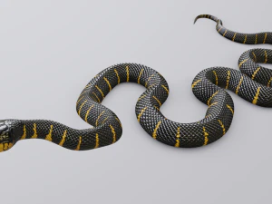 Mangrove snake - animated 3D Model