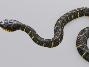 mangrove snake - animated Modèle 3D