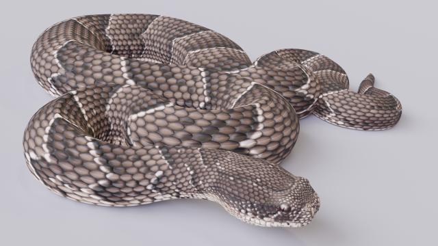 puff adder 3D Model .c4d .max .obj .3ds .fbx .stl .blend 