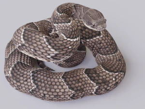 Puff adder 3D Model