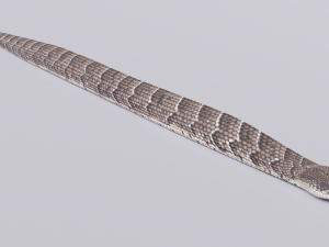 puff adder 3D Model