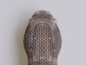 puff adder 3D Model