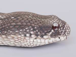 puff adder 3D Model