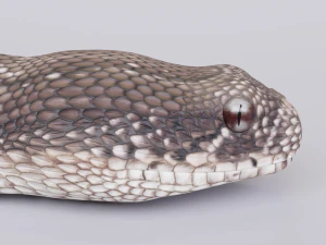 Puff adder 3D Model