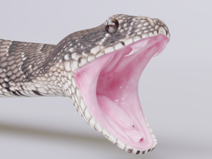 puff adder 3D Model