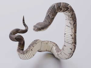 puff adder 3D Model