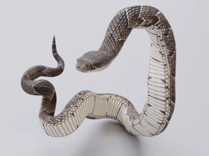Puff adder 3D Model