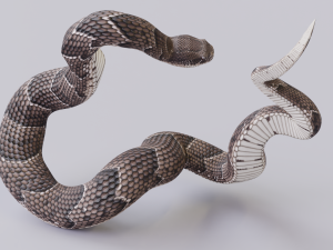 puff adder 3D Model