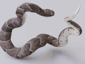 Puff adder 3D Model