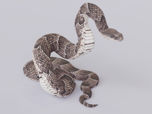 puff adder 3D Model