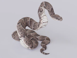 Puff adder 3D Model
