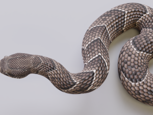 puff adder 3D Model