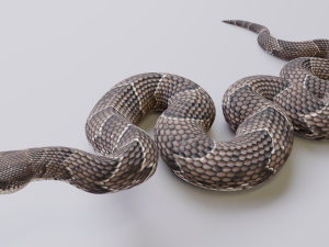 puff adder 3D Model