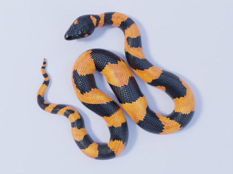 Bismarck Ringed Python - Animated 3D 模型