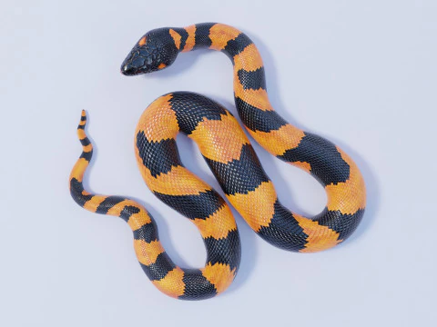Bismarck Ringed Python - Animated 3D Model