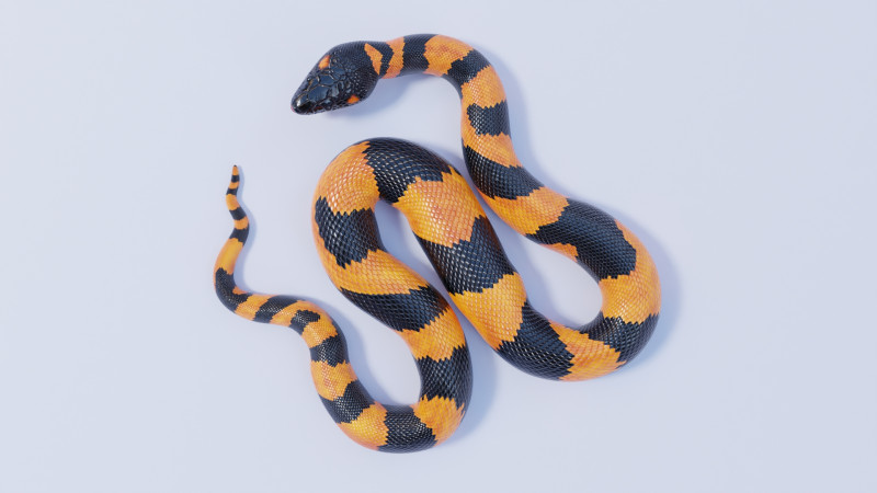 Bismarck Ringed Python - Rigged 3D Модель .c4d .max .obj .3ds .fbx .stl .blend