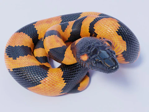 Bismarck Ringed Python - Rigged 3D Model