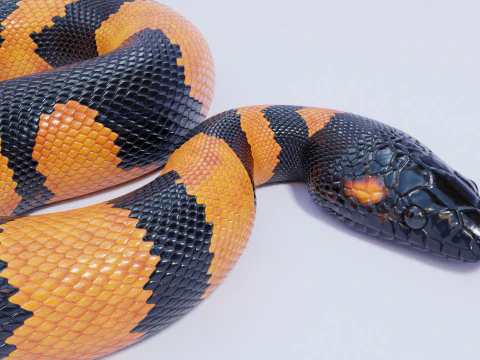 Bismarck Ringed Python - Rigged 3D Model