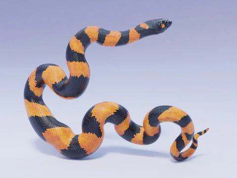 Bismarck Ringed Python - Rigged 3D Model