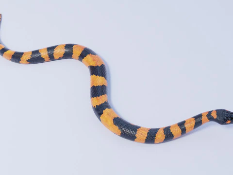 Bismarck Ringed Python - Rigged 3D Model