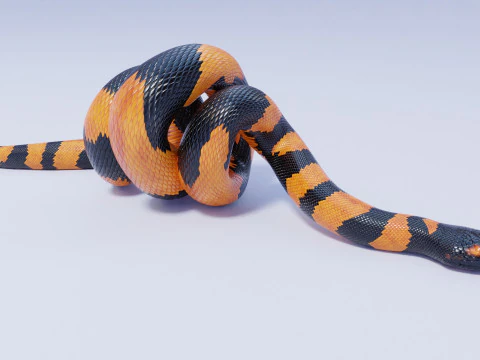 Bismarck Ringed Python - Rigged 3D Model