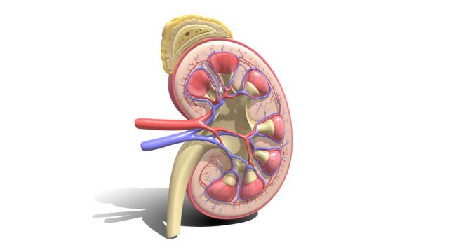 Human kidney 3D मॉडल .c4d .max .obj .3ds .fbx .stl .blend 