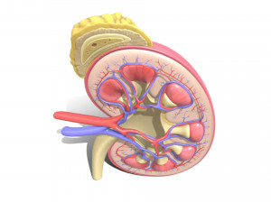 Human kidney 3D मॉडल