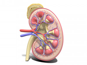Human kidney 3D मॉडल