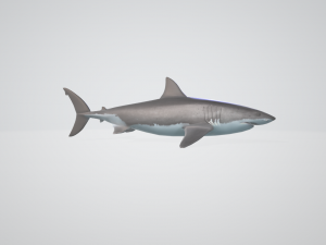 3d great white shark 3D Model