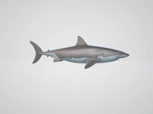 3d great white shark 3D Model