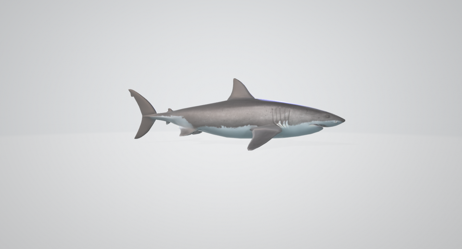 3d Great White Shark 3d Model In Aquatic 3dexport