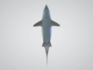 3d great white shark 3D Model