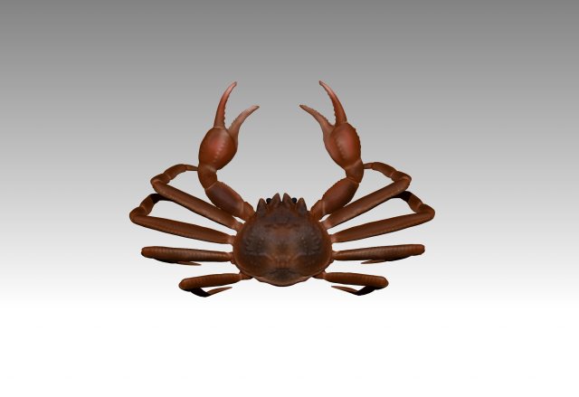 queen crab Modelo 3D .c4d .max .obj .3ds .fbx .stl .blend 