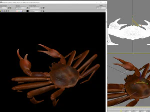 queen crab 3D Model