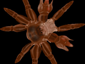 queen crab Modelo 3D