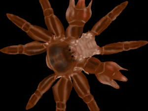 queen crab 3D Model