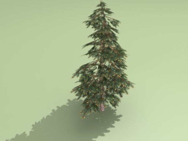 spruce Modelo 3D .c4d .max .obj .3ds .fbx .stl .blend 