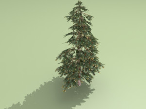 spruce Model 3D