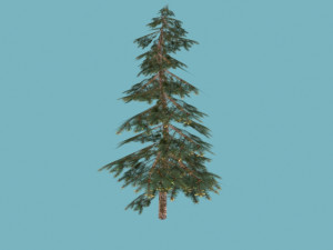 spruce Modelo 3D
