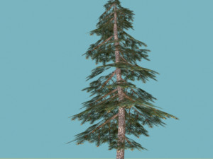 spruce Modelo 3D