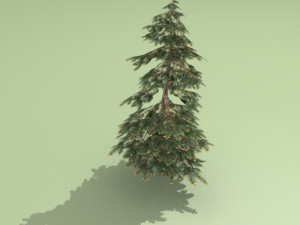 spruce Modelo 3D