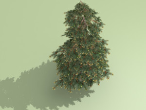 spruce Modelo 3D
