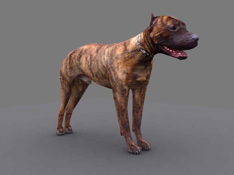 pitbull dog 3D Model .c4d .max .obj .3ds .fbx .stl .blend